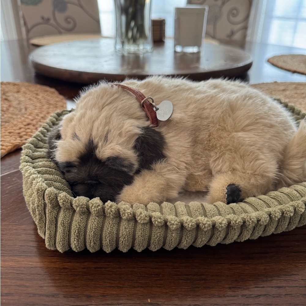 Adorable Cream and Black Stuffed Puppy Toy